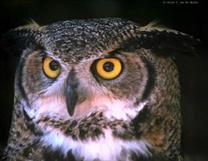  Imaginea unei bufnite din Alaska, asa numita in engleza Horned Owl.  Fotografia apartine lui Pieter van der Meulen si poate fi publicata datorita generozitatii lui referitoare la drepturile sale de autor.